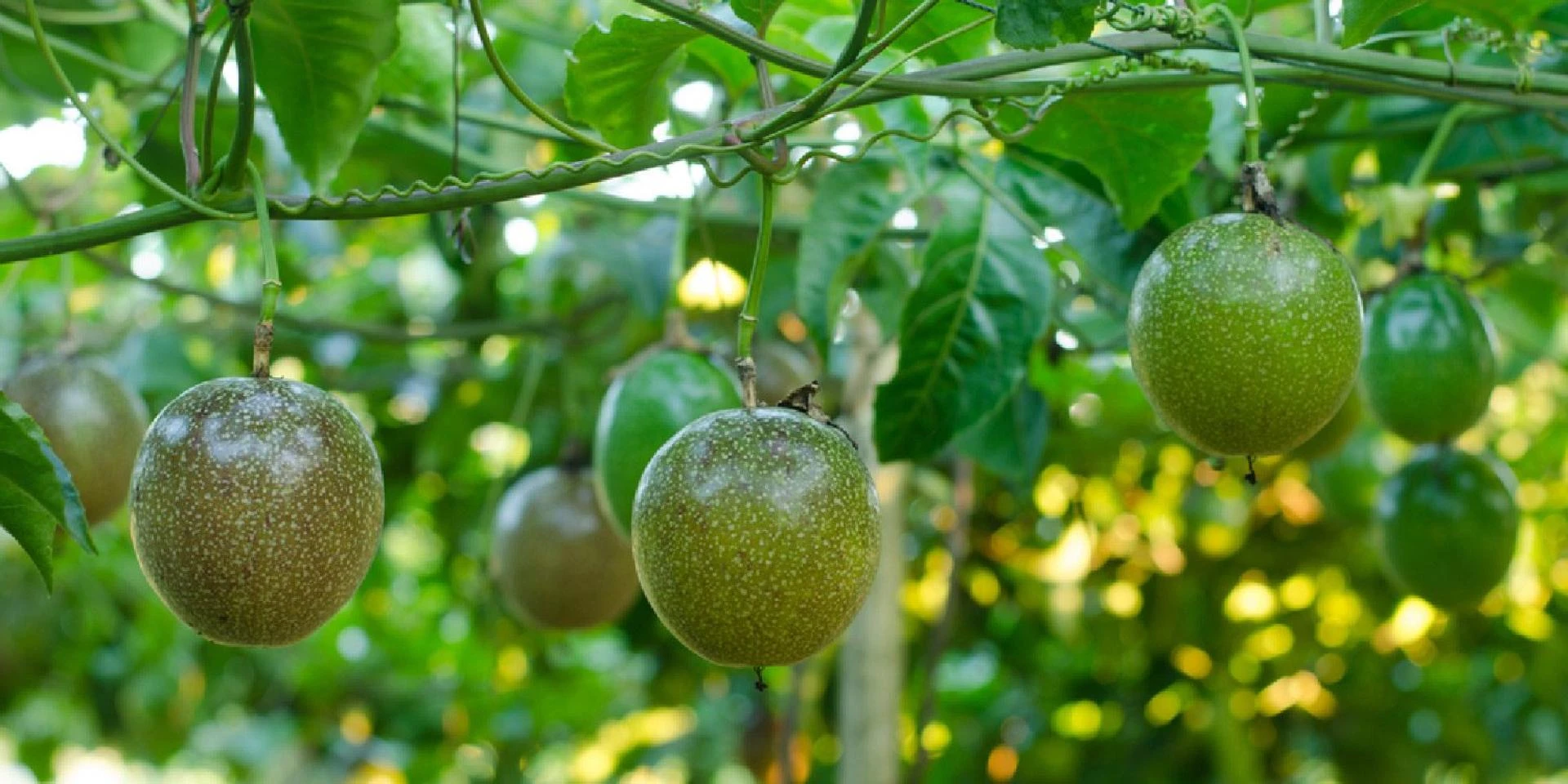 Growing Passion Fruit