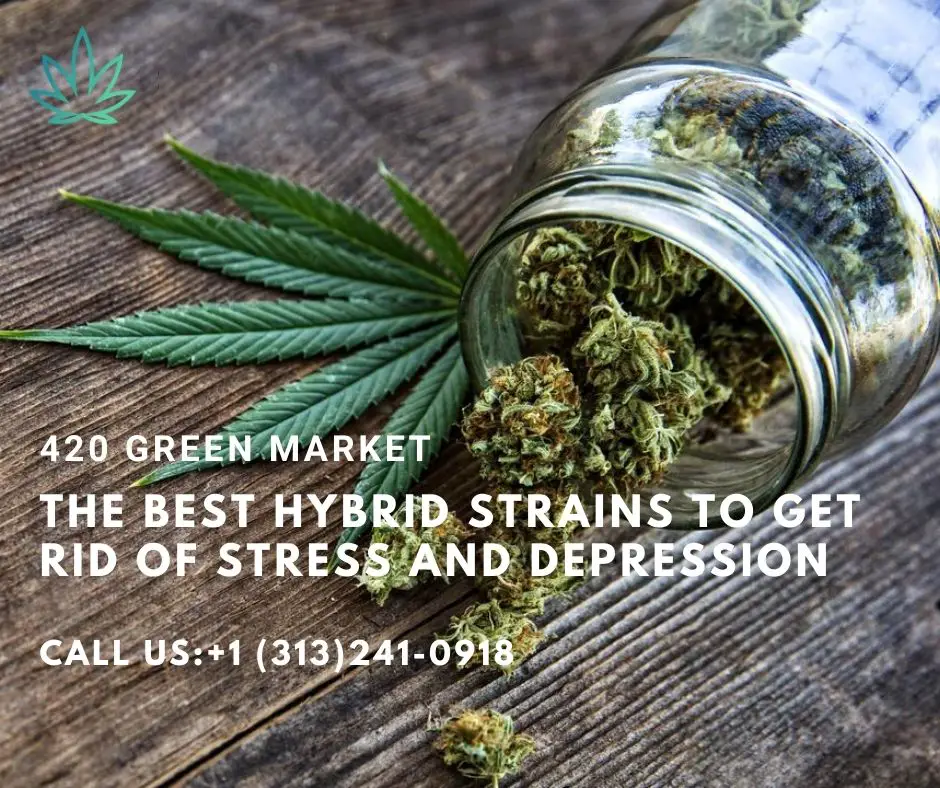 The Best Hybrid Strains to Get Rid Of Stress and Depression - 420Greenmarket