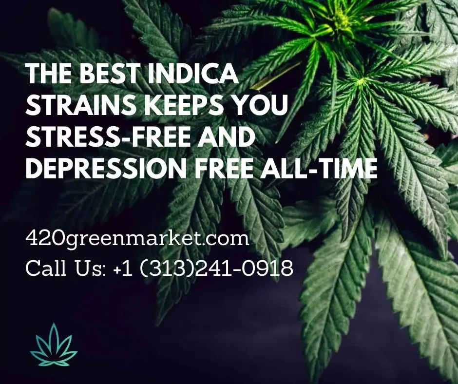The Best Indica  Strains Keeps You  Stress-Free and  Depression Free All-time 