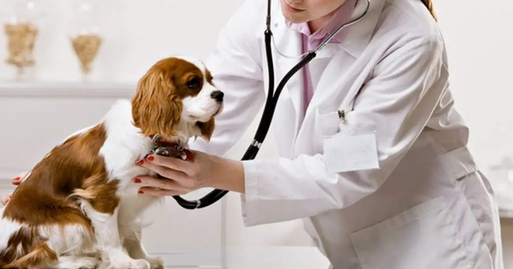 Animal Healthcare