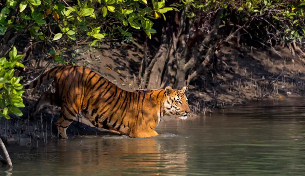 Sundarban Package Tour Booking and Royan Bengal Tiger View