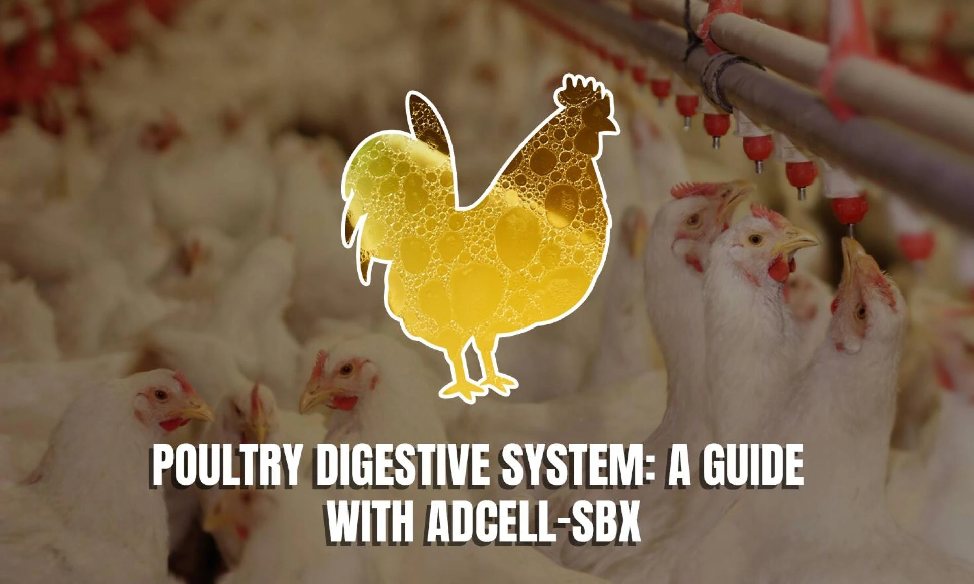 Unlocking the Mysteries of the Poultry Digestive System: A Guide with ADCELL-SBX