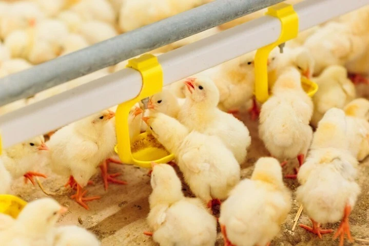 Customizing Poultry Nutrition – The Rise of Tailored Feed Supplements for Enhanced Flock Productivity & Discover ABTL’s Product Range