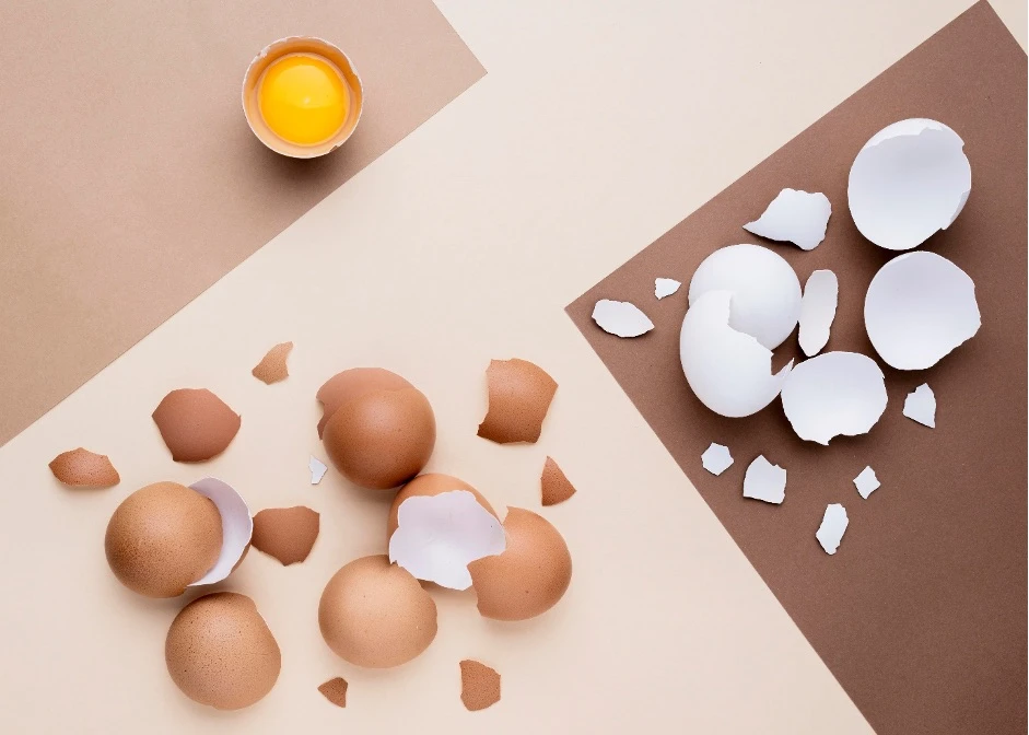 Thin Chicken Egg Shells and ABTL’s Breakthrough Solutions for Poultry Producers