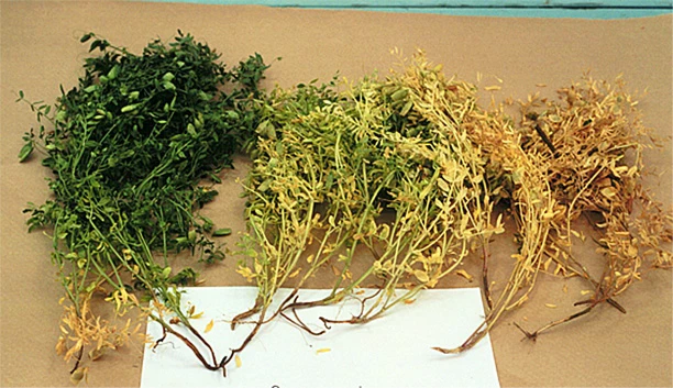 Diseases of Lentil