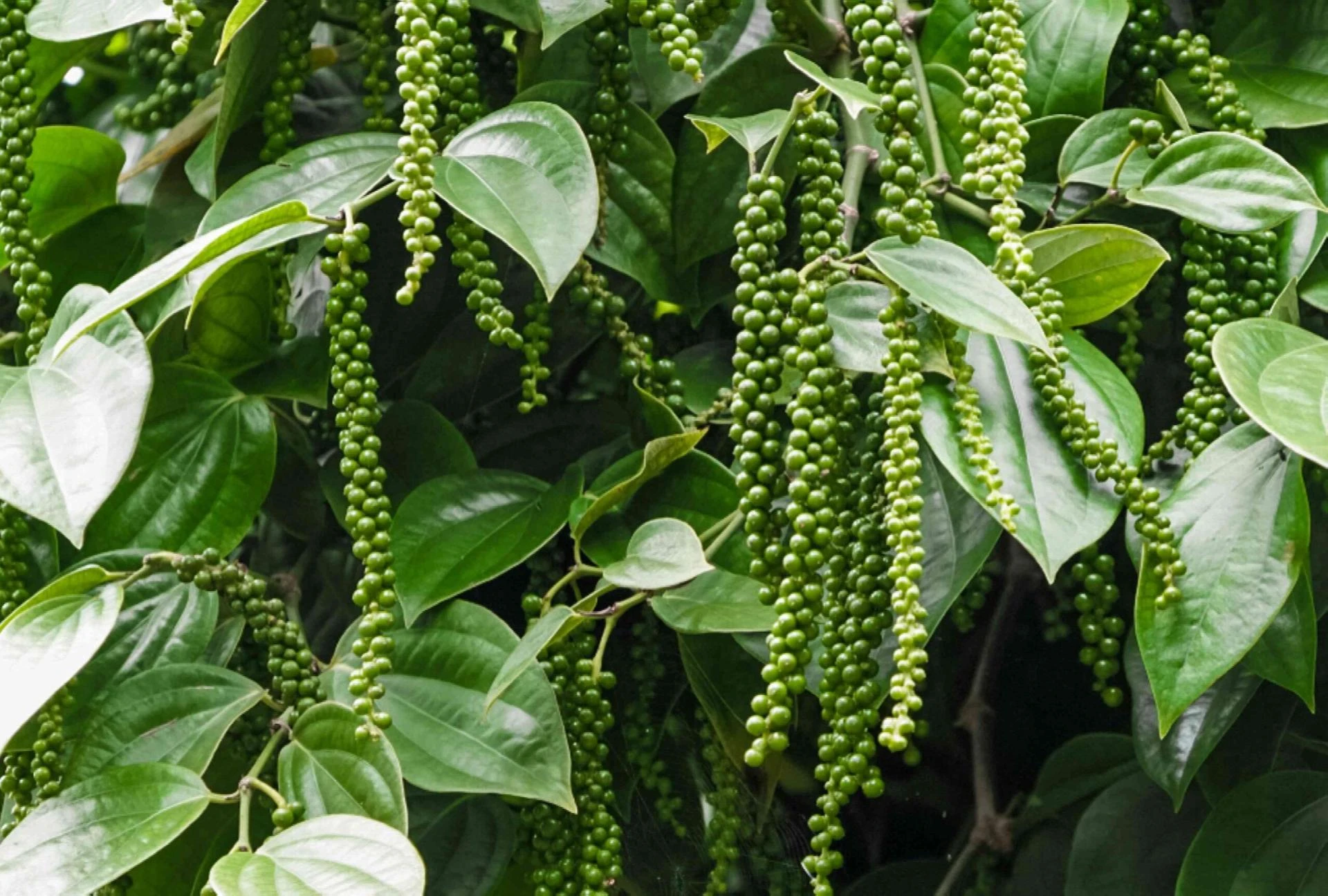 How to Grow Black Pepper