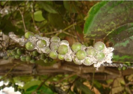 Black Pepper Diseases