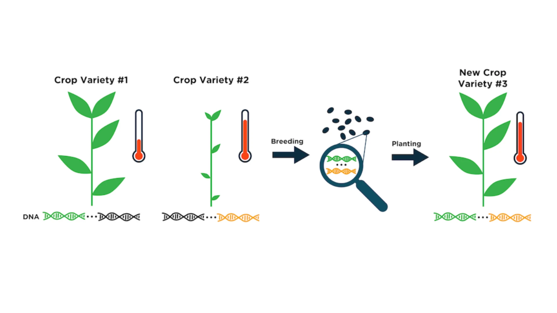 CRISPR in Agriculture