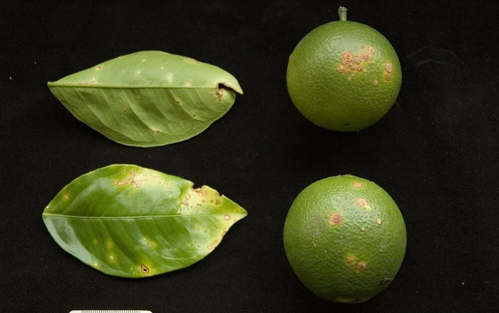 Orange Diseases and Pests