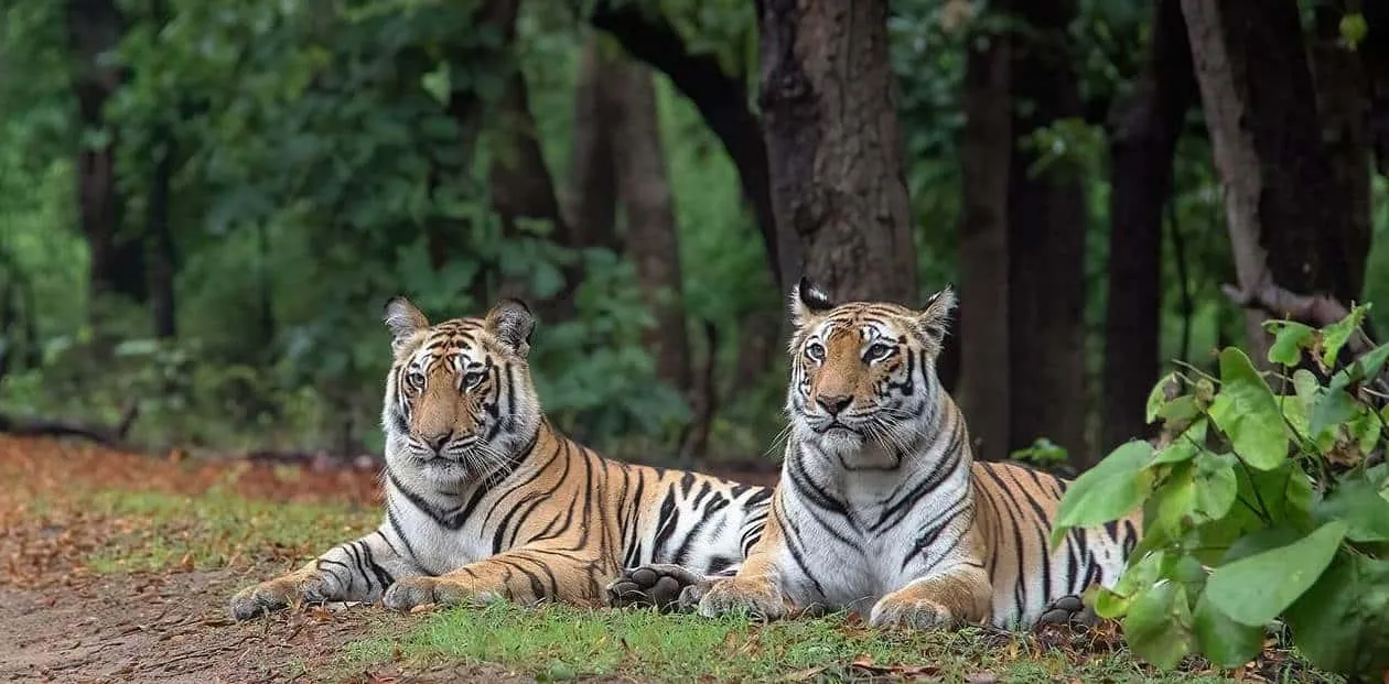 Bandhavgarh Tiger Safari India
