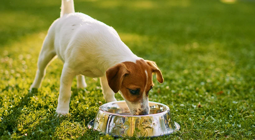 Is It Okay to Give Pets Tap Water? Uncover the Truth Now