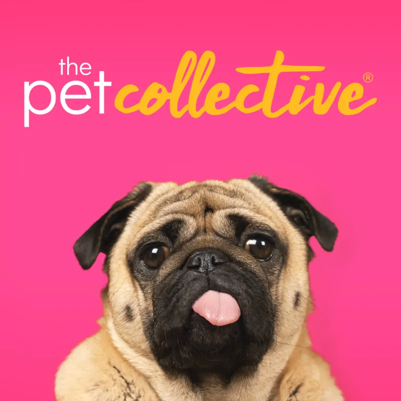 From entertainment, to pet-ducation, to the newest trends and products and everything in between - TPC is the catnip for the modern pet parent. Tune in to the frenzy!