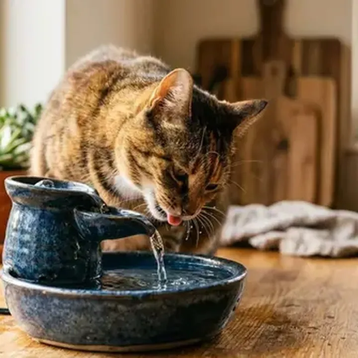 IndoorCatWell