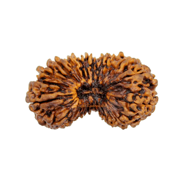 Discover the Benefits of Nepali 26 Mukhi Rudraksha