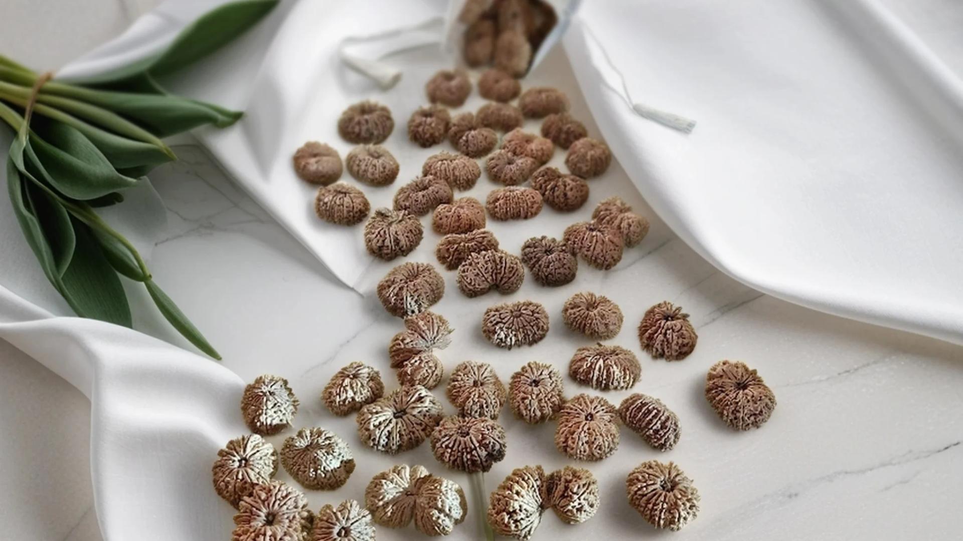 1 to 21 Mukhi Rudraksha Benefits