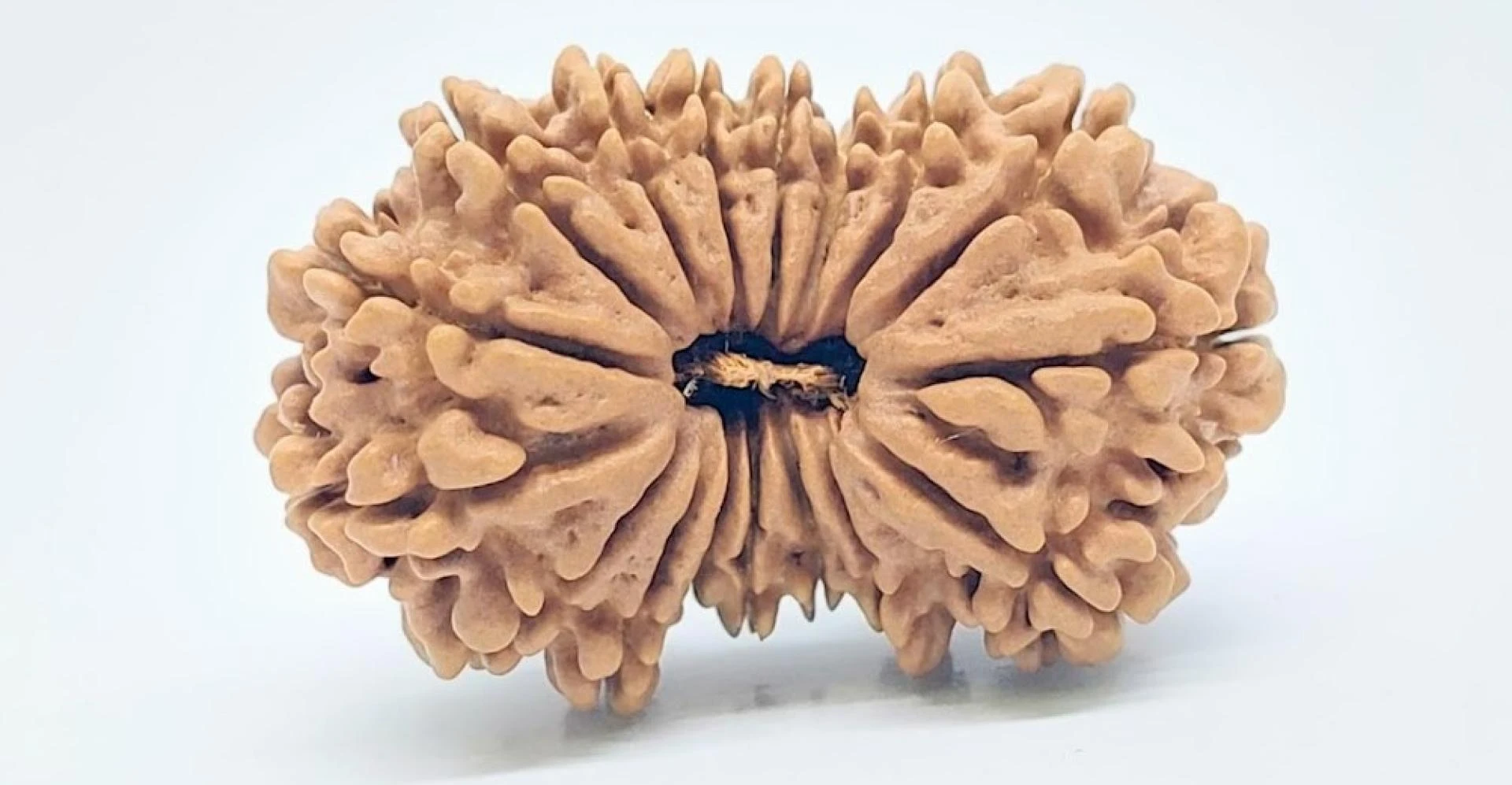 Unlocking the Mystical Benefits of Nepali 17 Mukhi Rudraksha