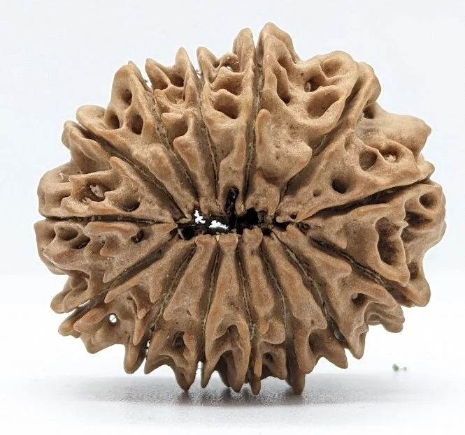 14 mukhi rudraksha benefits