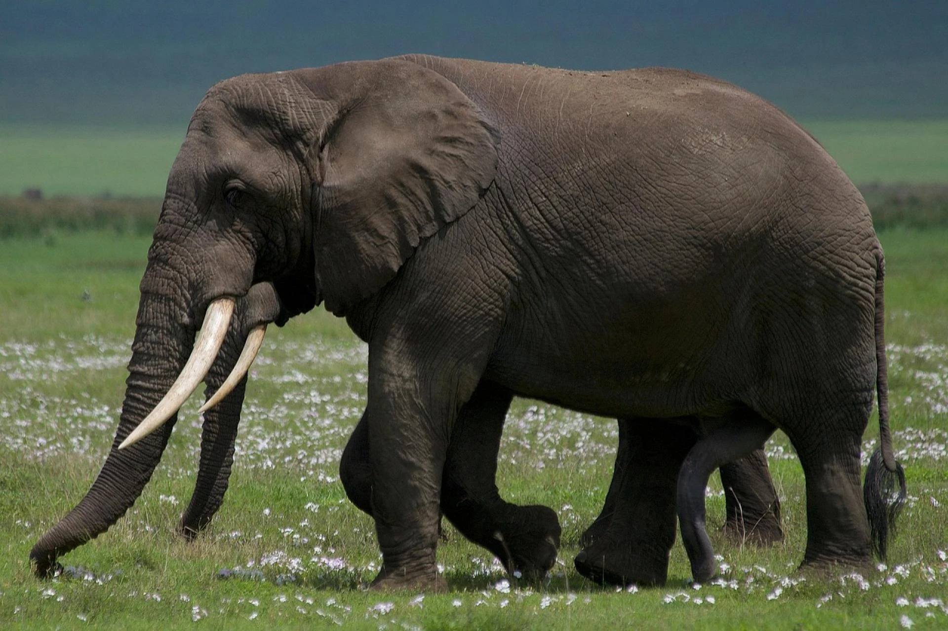 Explore Tanzania’s Wild Beauty in Style and Comfort