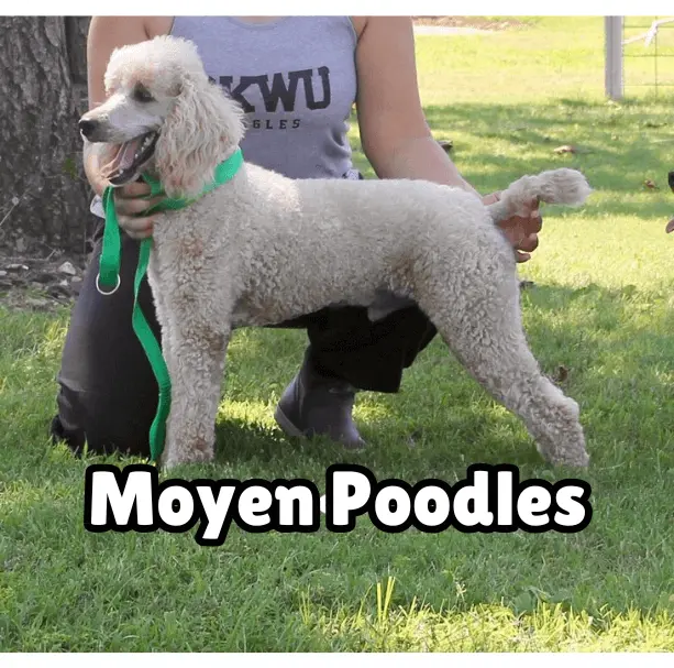 Moyen Poodles