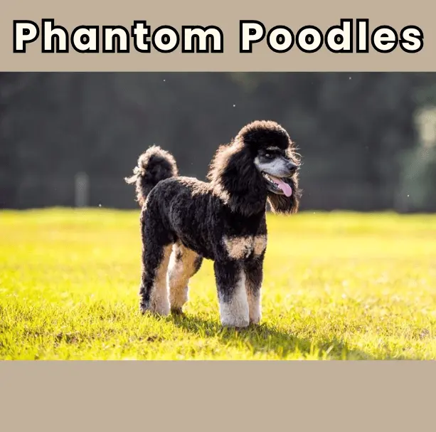 Phantom Poodles