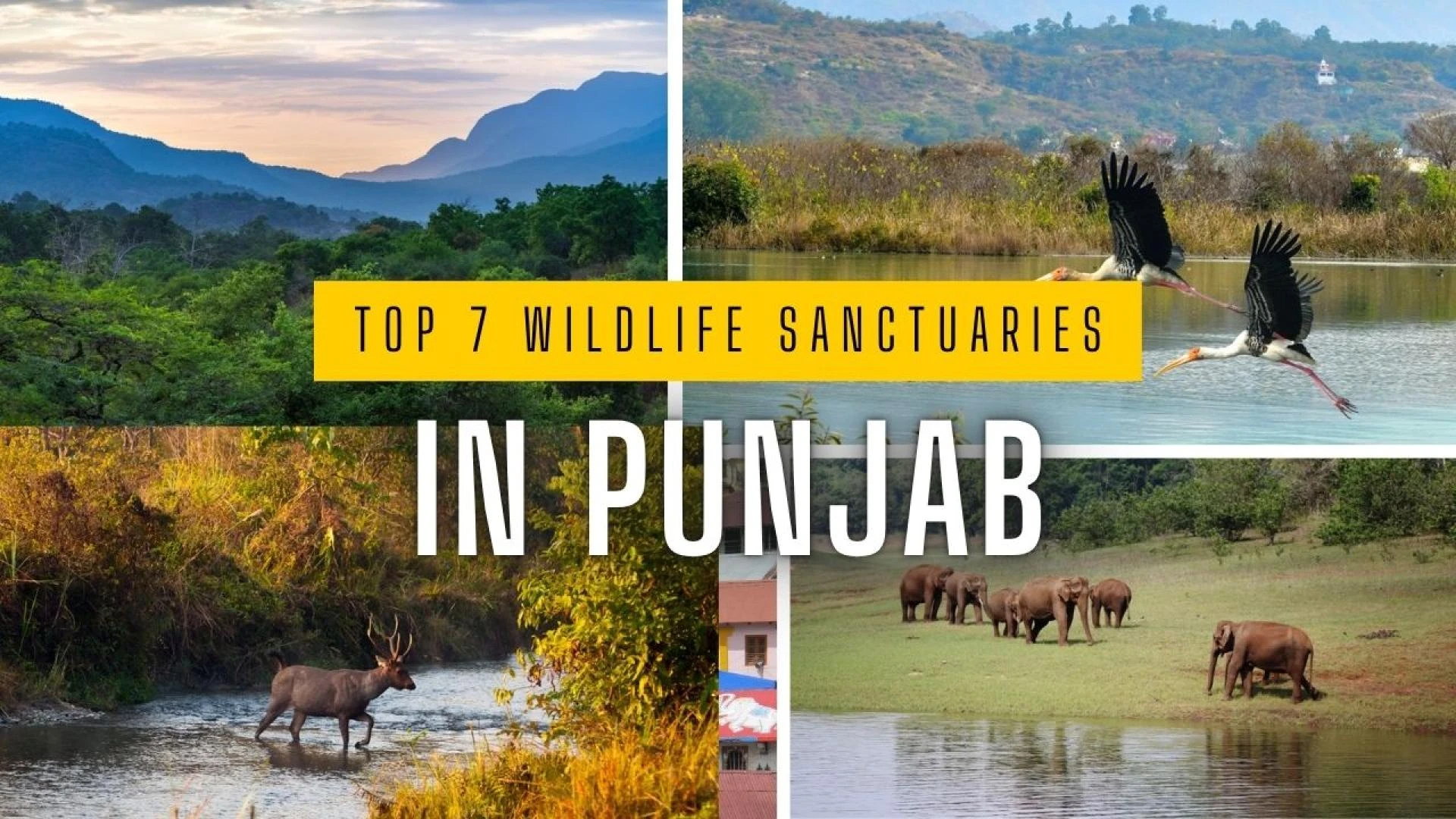 Top 7 Wildlife Sanctuaries in Punjab You Must Visit