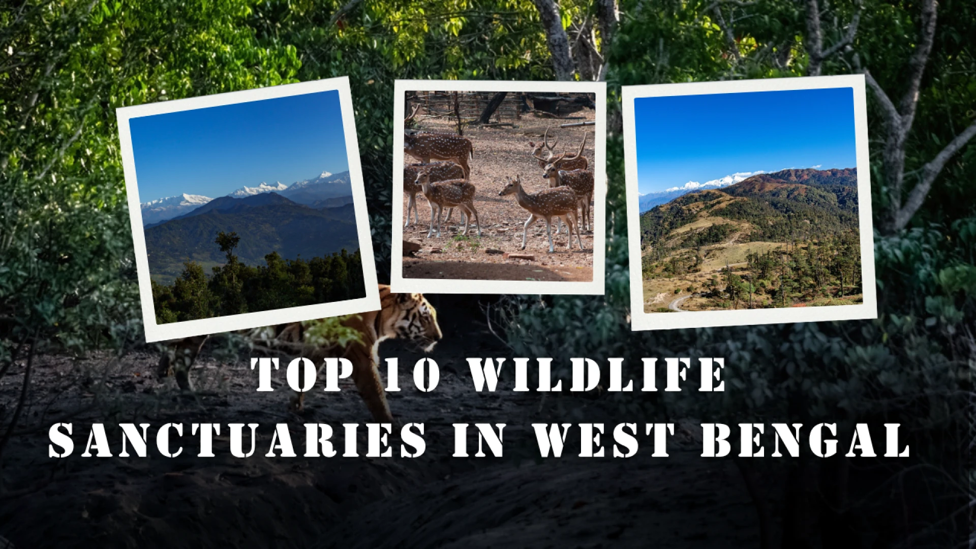 Top 10 Wildlife Sanctuaries in West Bengal You Must Visit
