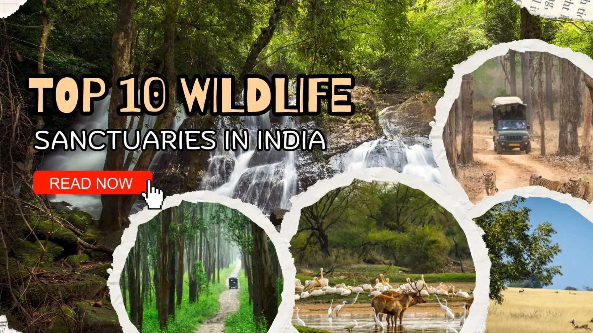 Top 10 Wildlife Sanctuaries in India for Nature and Wildlife Lovers