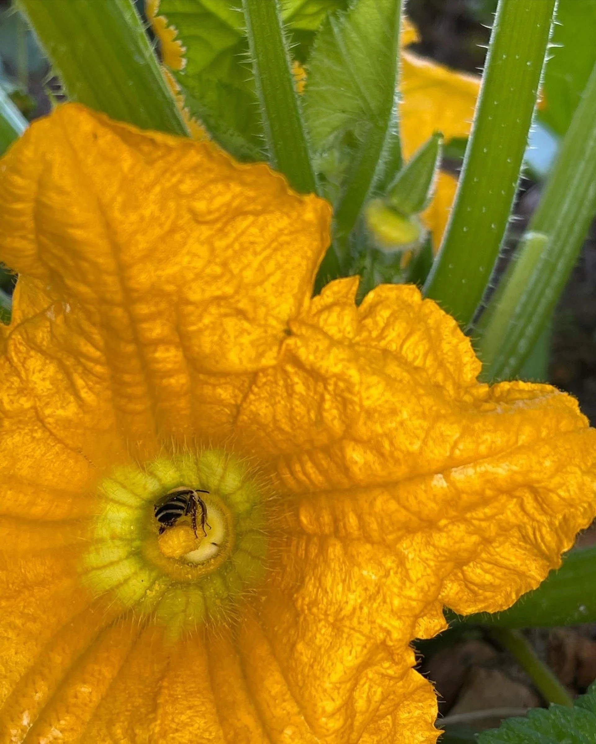 How honey bees know what to do.