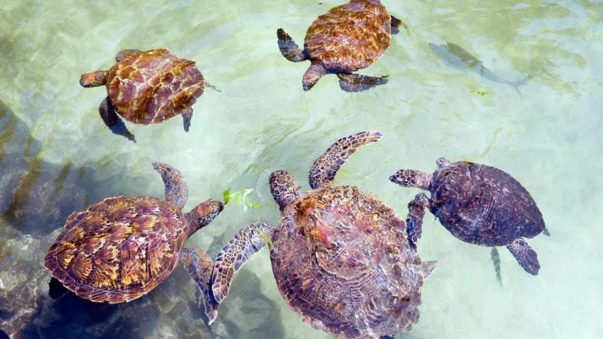 Nungwi Turtle Sanctuary Tour – Zanzibar