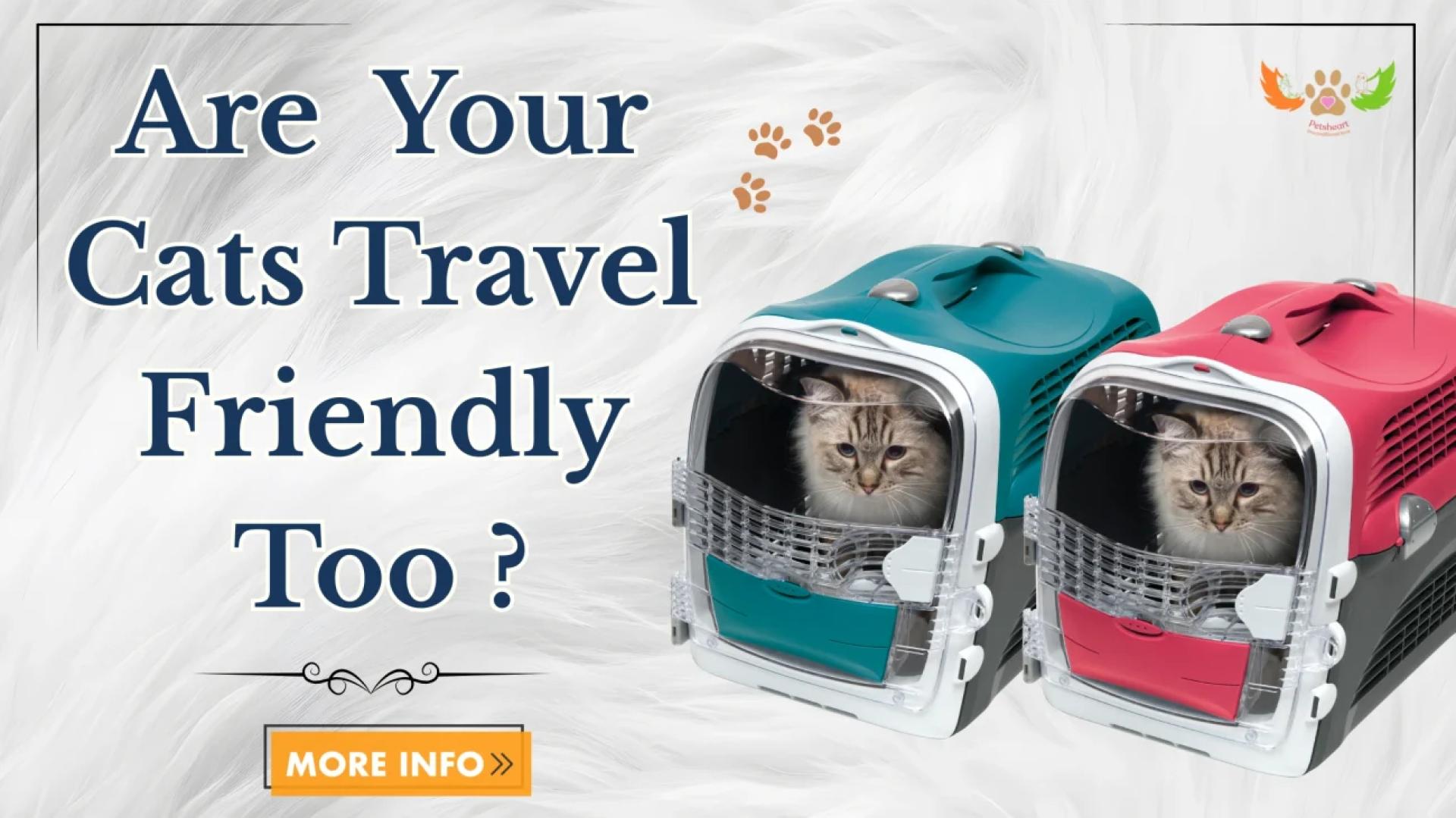 Experiencing issues while travelling with cats? Here’s the solution.