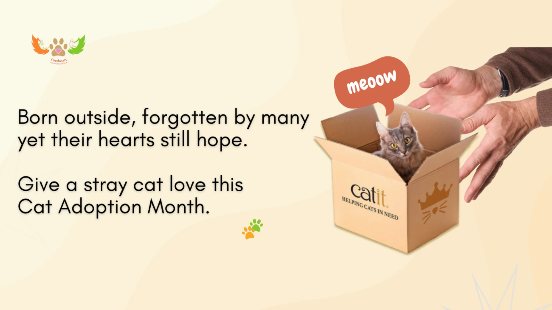 Celebrate Cat Adoption Month with Care this June