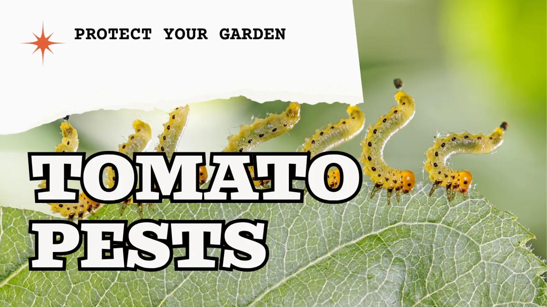 Tomato Pests: Complete ID, Damage & Organic Control Guide