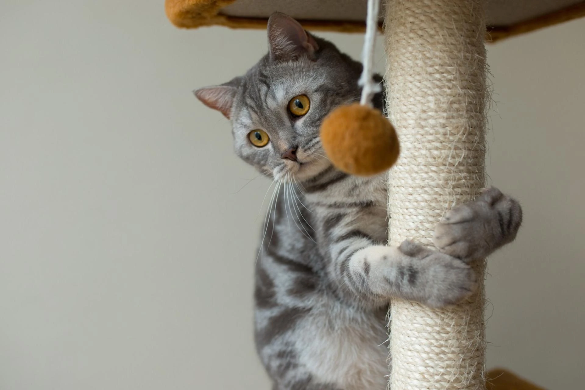 Purr-fect Playtime: Unveiling the Best Cat Toys of 2024