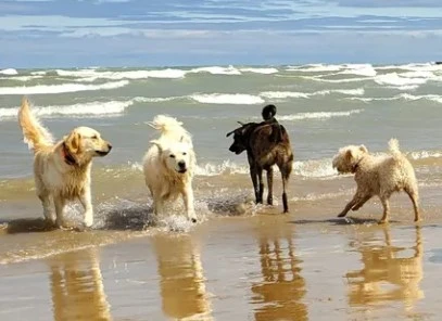 Exploring the Cost of Dog Daycare and Dog Walking Services in Roscoe Village, Chicago