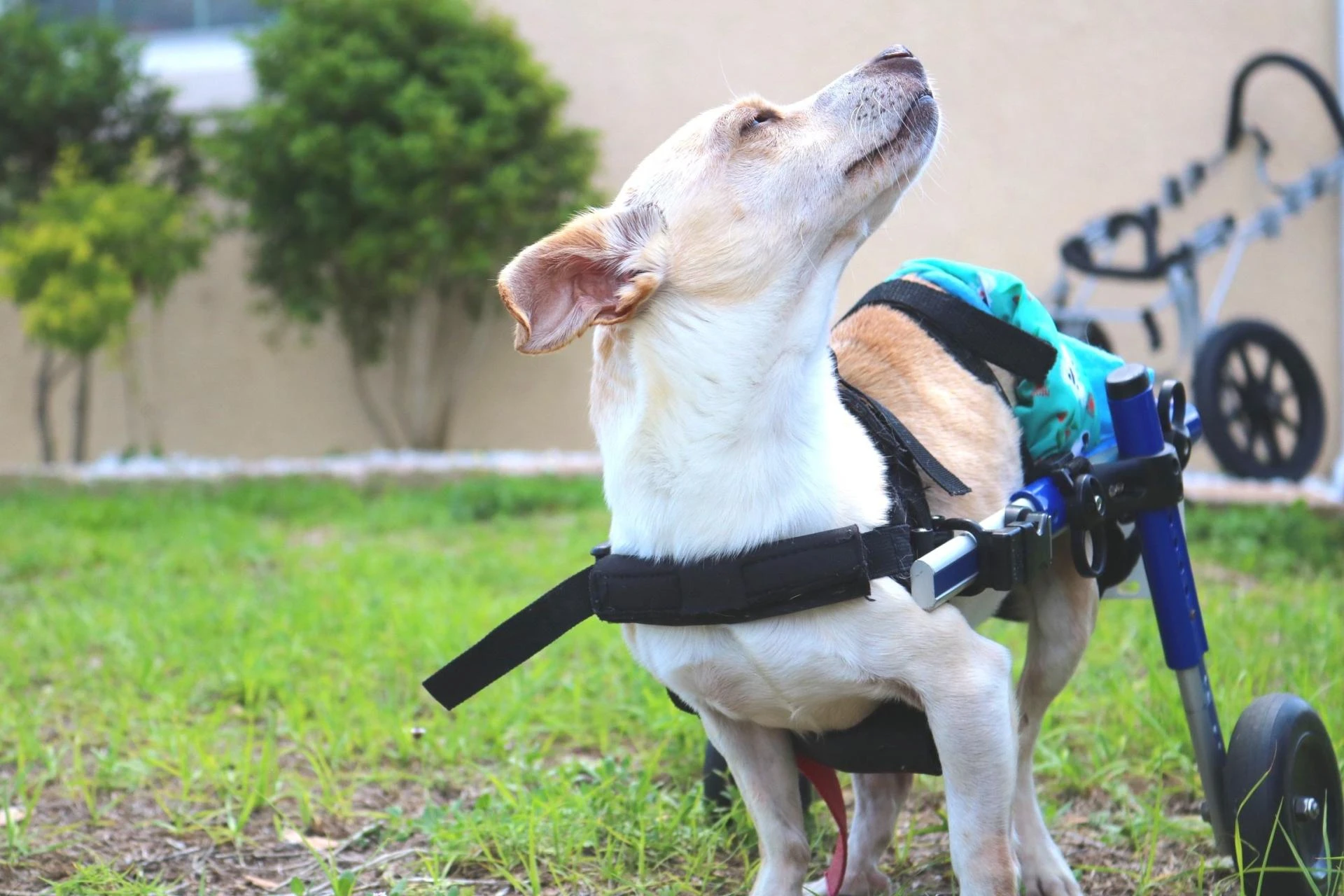 The Impact of Thailand Dog Charities: Transforming Lives of Stray Dogs