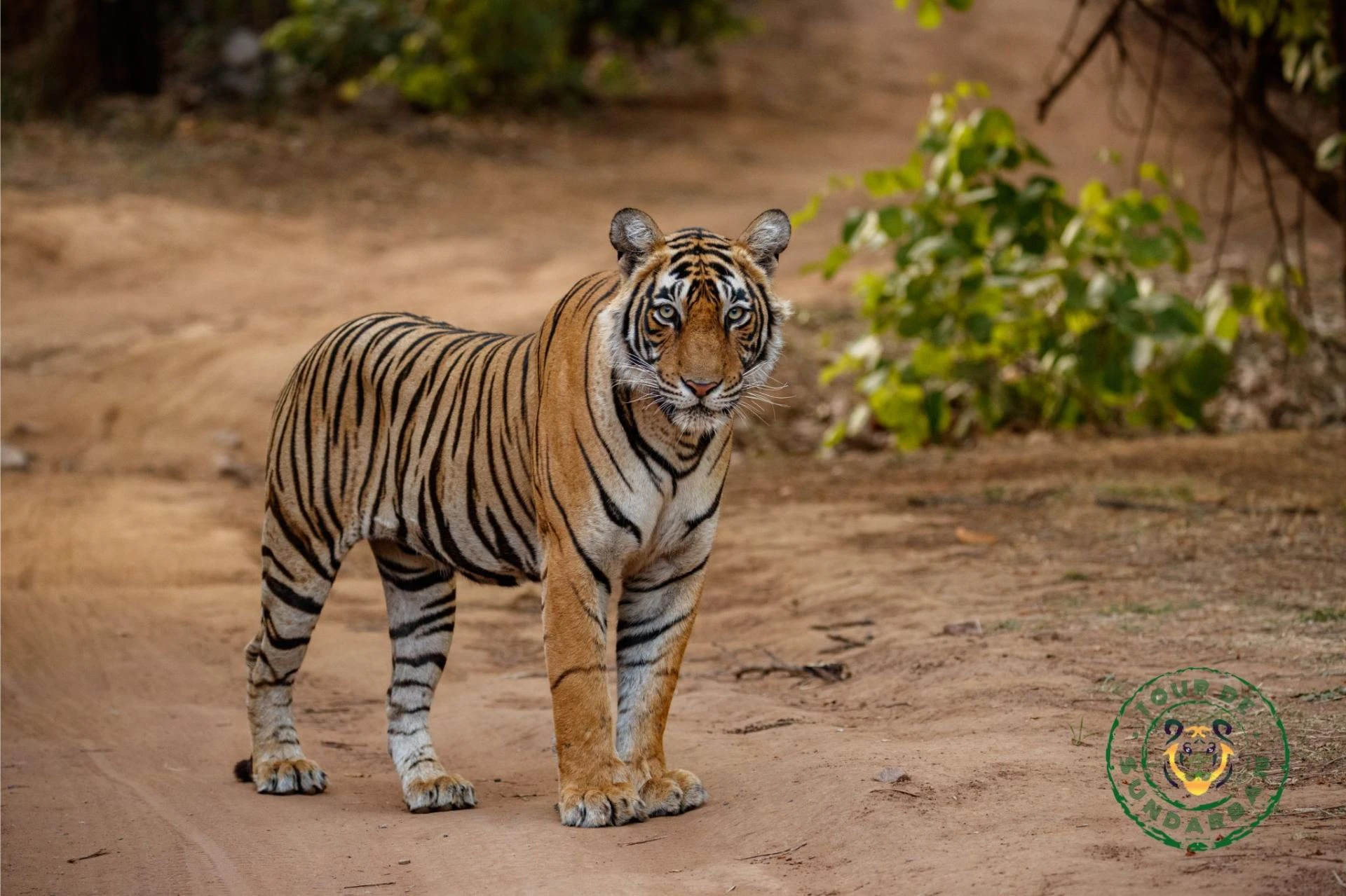 Preserving Heritage: Responsible Tourism Practices in Sundarbans
