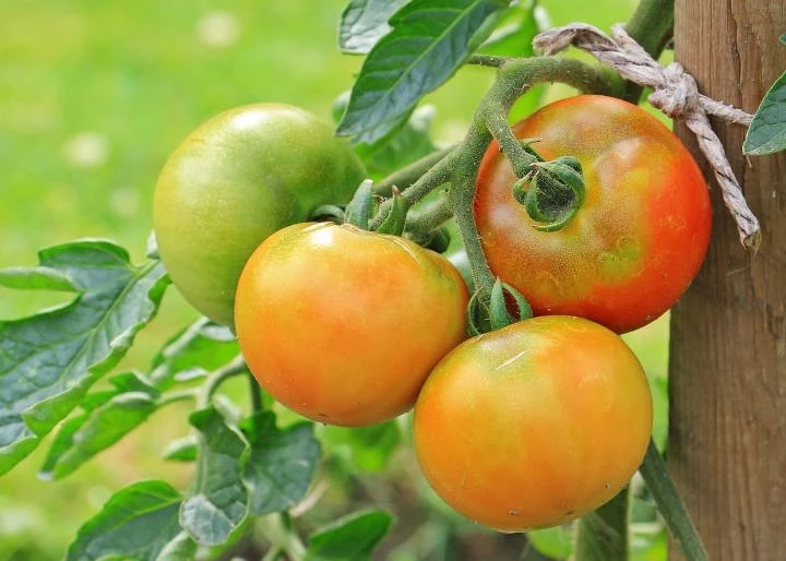 Tips To Help You Find The Best Insecticide For A Vegetable Garden!