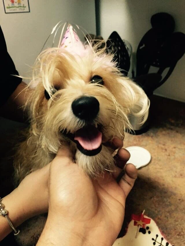 Pet Tags That Can Save Your Pet's Life