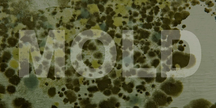 Mold: get rid of it with the help of professionals