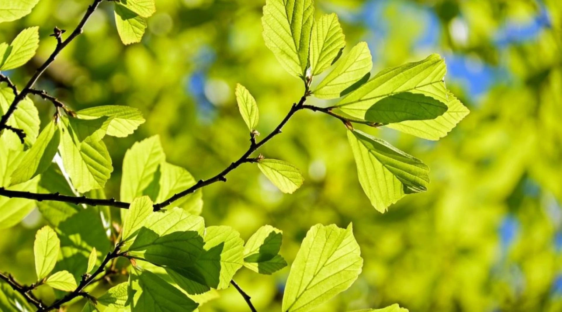 Kratom for Pain Relief