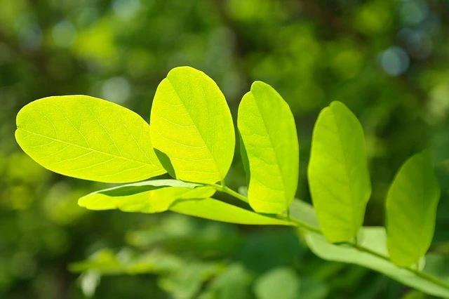 Buy Kratom Online: A Brief Guide