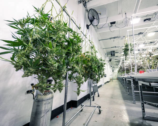 Why Commercial Grow Room HVAC Design?