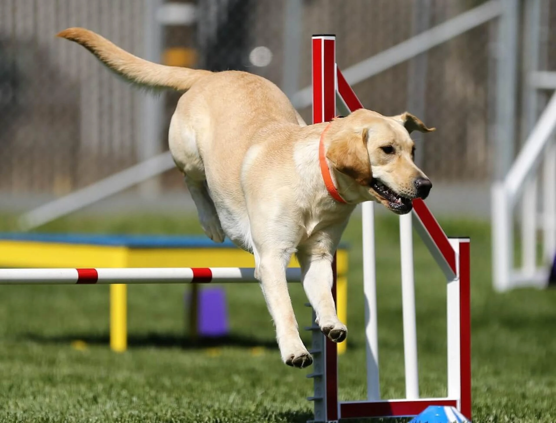 Beagle Dog Breed: Everything You Should Know