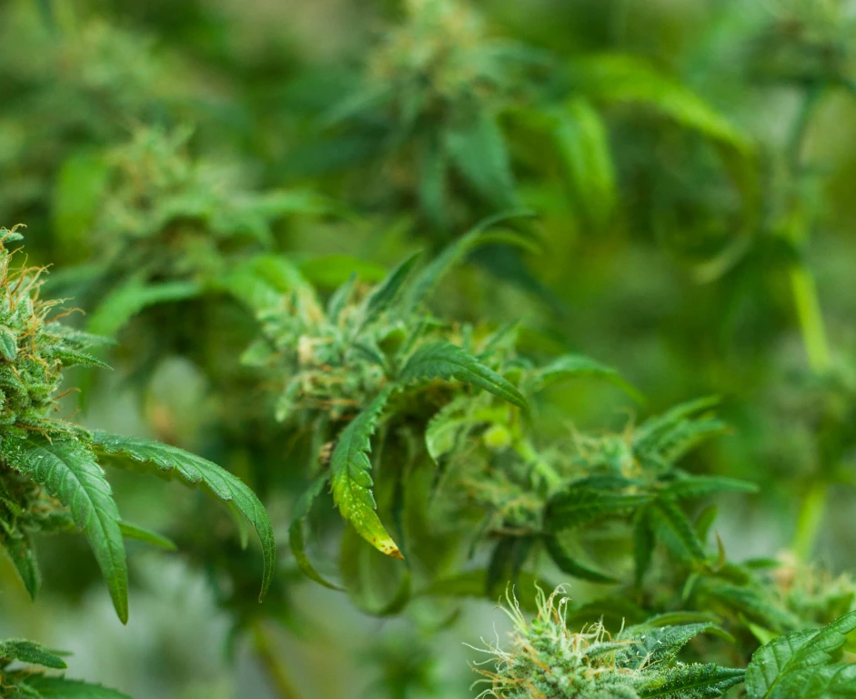 Cannabis... What’s In A Name? - High Falls Hemp