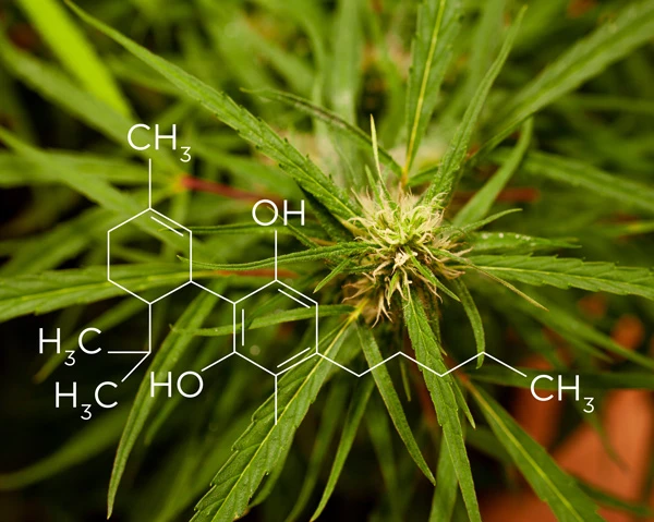 What is CBD - High Falls Hemp