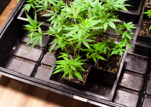 CBD vs THC - High Falls Hemp
