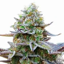 Five Important Considerations to Keep in Mind before Growing Marijuana