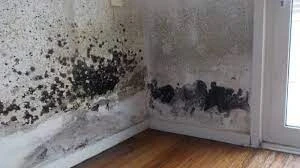 What Is Mould Testing, And How Do Inspectors Check For Mould?