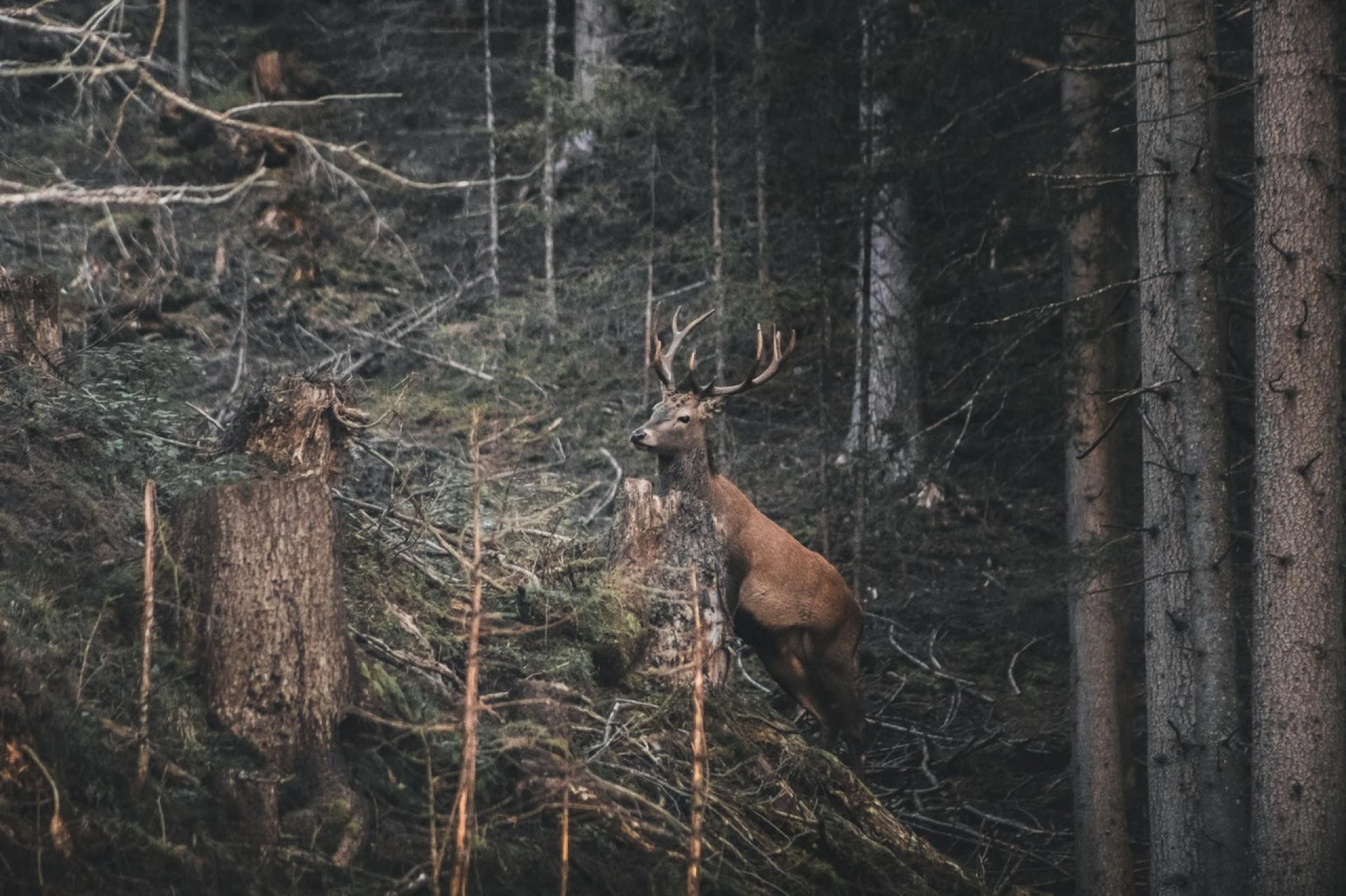 The Usefulness Of Hunting Blinds When Going For Deer Hunt