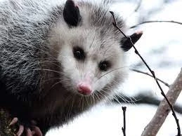 Pondering Possums: Unveiling the Risks and Safety Concerns for Dogs